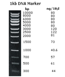 询价      产品简介:    1 kb dna markers, ready to load共有13条